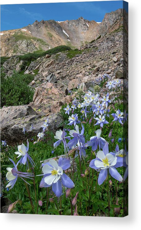 Colorado Acrylic Print featuring the photograph Colorado Columbine in the Alpine by Cascade Colors