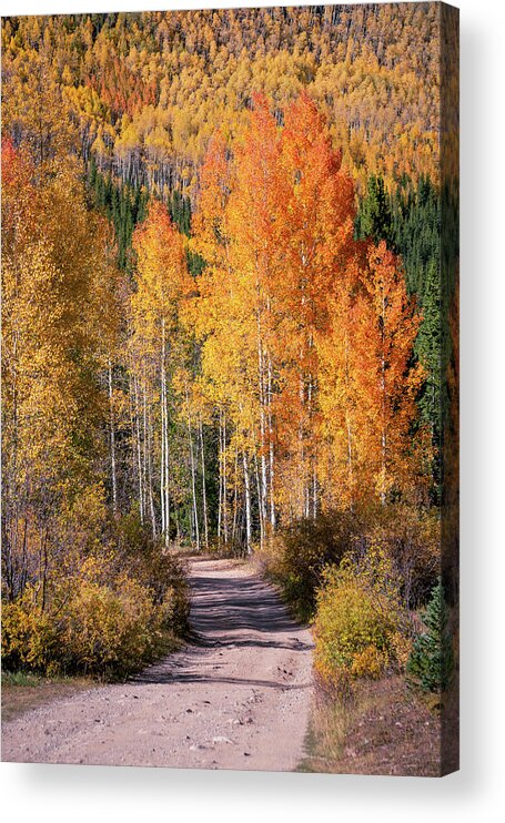 Abstract Acrylic Print featuring the photograph Colorado Fall Colors by Alex Mironyuk