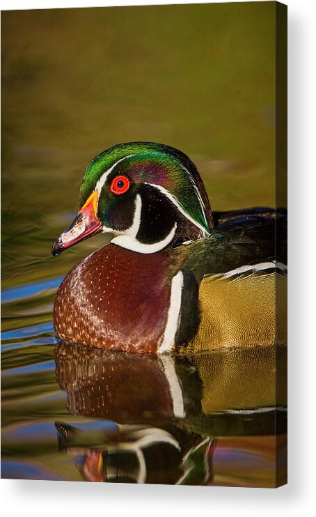 Aix Sponsa Acrylic Print featuring the photograph Colorful Wood Duck Portrait by Mark Graf