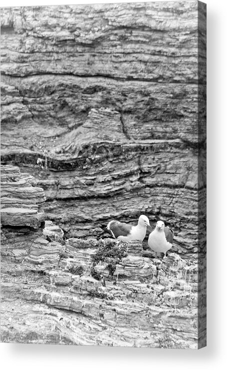 Seaguls Acrylic Print featuring the photograph Comfort on the Cliff by Gina Cinardo