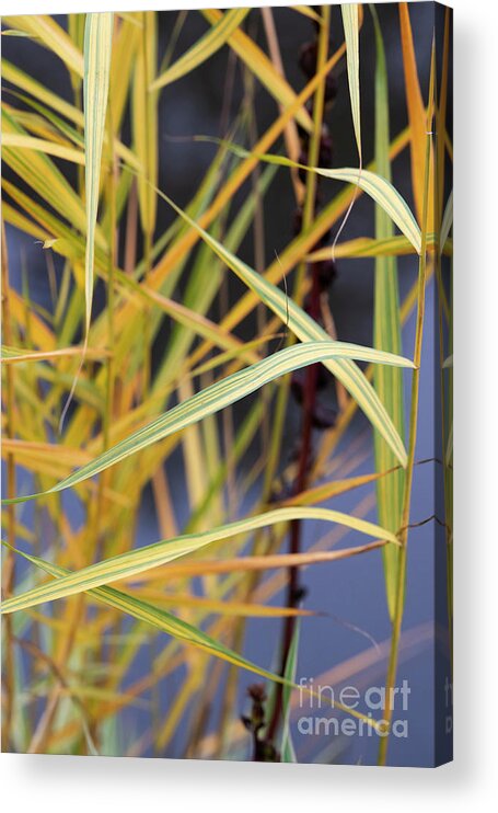 Common Reed Acrylic Print featuring the photograph Common Reed Grass in Autumn by Tim Gainey