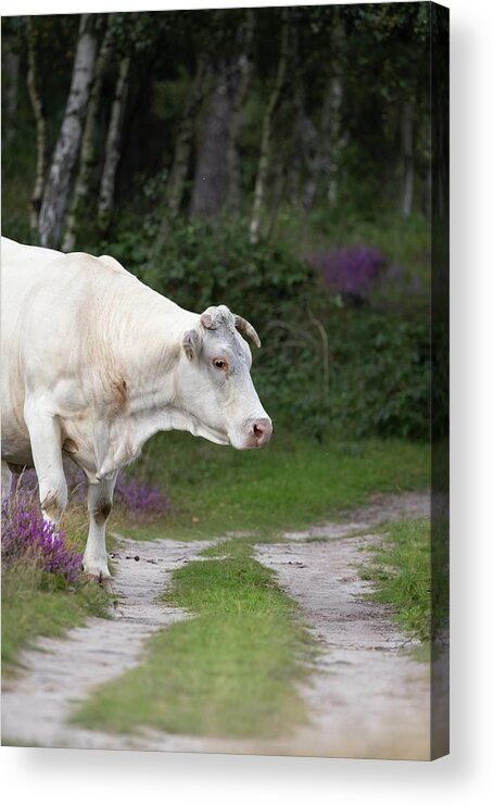 Cow Acrylic Print featuring the photograph Cow in the Forest by MPhotographer
