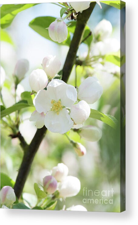 Malus X Robusta Red Siberian Acrylic Print featuring the photograph Crab Apple Tree Blossom by Tim Gainey