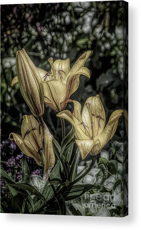 Lilies Acrylic Print featuring the photograph Cream of the Crop by Elaine Teague