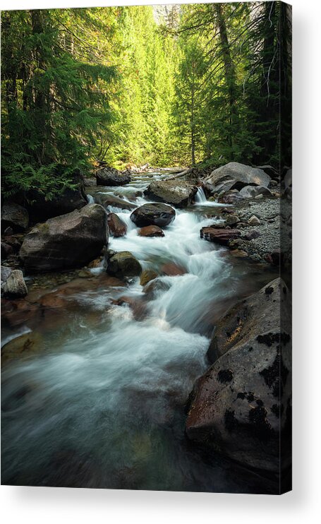 Glacier National Park Acrylic Print featuring the photograph Creek in the Forest by Trevor Parker