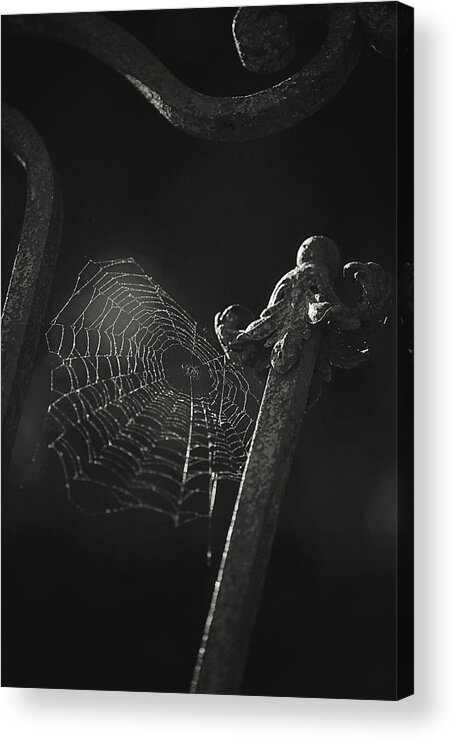 Cobweb Acrylic Print featuring the photograph Creepy Cobweb Black and White Version by Carrie Ann Grippo-Pike