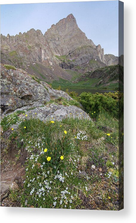 14ers Acrylic Print featuring the photograph Crestone Needle Wildflowers by Aaron Spong