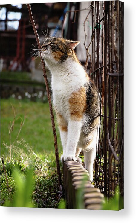 Cat Acrylic Print featuring the photograph Cuddly cat scratches on a twig in the orchard. by Vaclav Sonnek