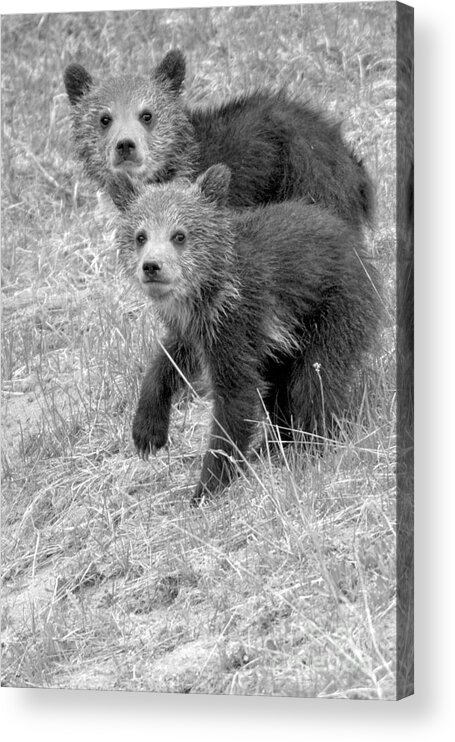 Grizzly Acrylic Print featuring the photograph Cute Grizzly Bear Cub Portrait Black And White by Adam Jewell