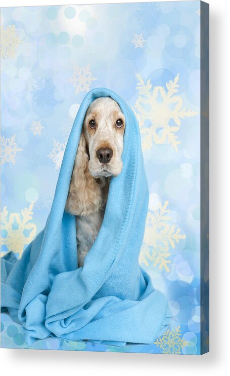 Blanket Acrylic Print featuring the photograph Cute Spaniel Dog Wrapped In Blue Blanket by Absolutimages