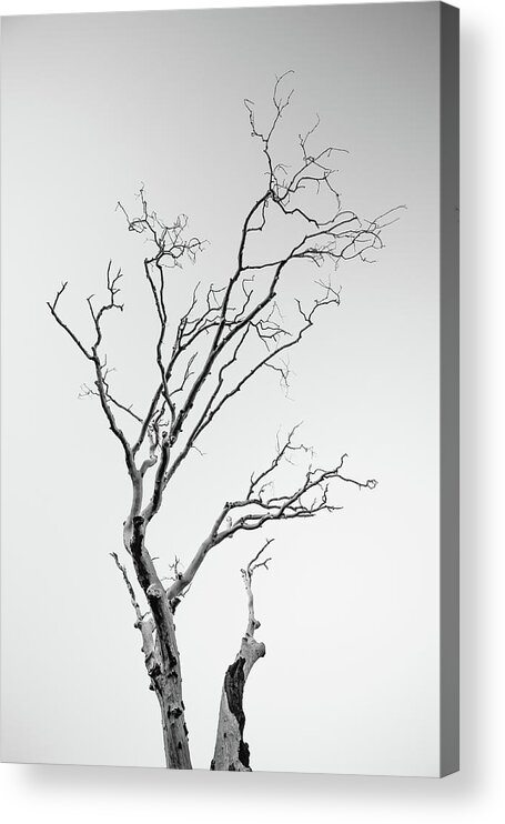 Tree Acrylic Print featuring the photograph Cuyamaca Claws by Alexander Kunz
