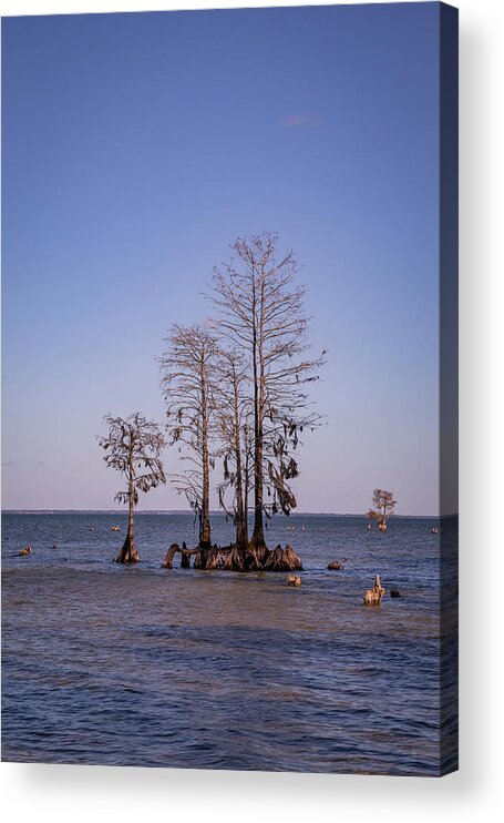 Cypress Acrylic Print featuring the photograph Cypress Trees at Lake Moultrie by Cindy Robinson
