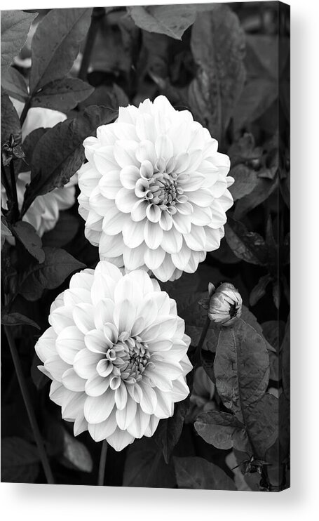 Flower Acrylic Print featuring the photograph Dahlias by Tanya C Smith