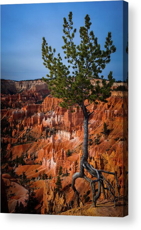 Bryce Acrylic Print featuring the photograph Dancing Pine by Jack and Darnell Est