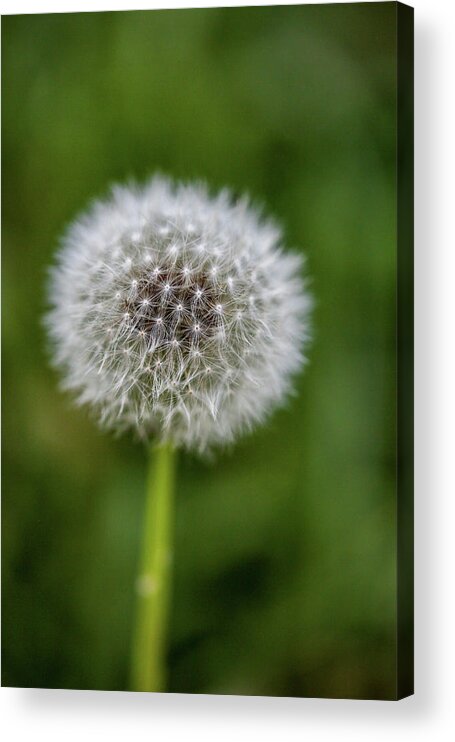 Copyright Elixir Images Acrylic Print featuring the photograph Dandelion Puff by Santa Fe