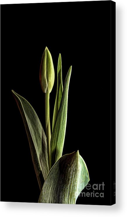 Tulip Acrylic Print featuring the photograph Dark Tulip by Coral Stengel