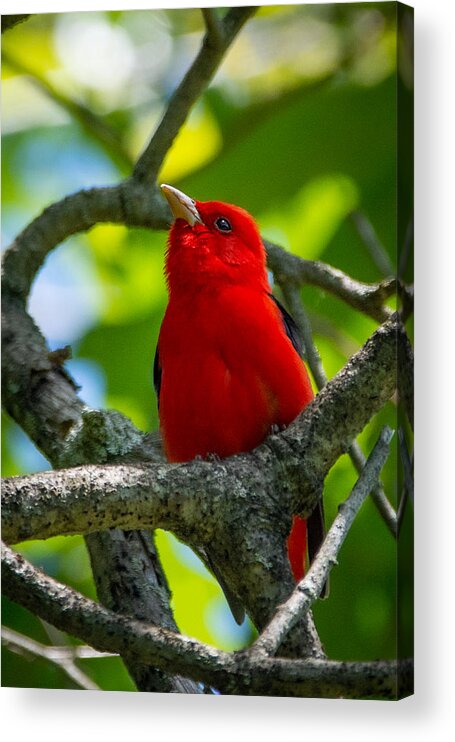 Bird Acrylic Print featuring the photograph Decked out in Scarlet by Linda Bonaccorsi