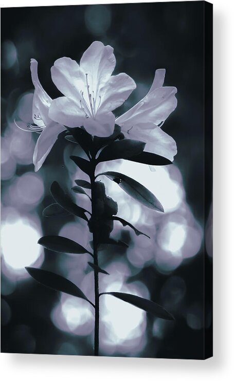 Flowers Acrylic Print featuring the photograph Delicate Trio by Mireyah Wolfe