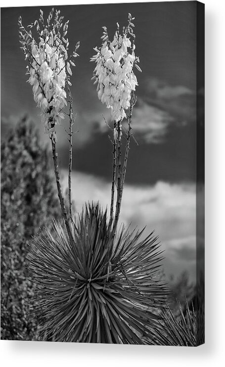 Black And White Acrylic Print featuring the photograph Desert bloom by Doug Wittrock