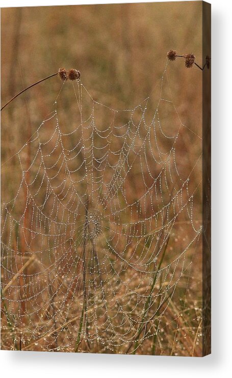 Spiderweb Acrylic Print featuring the photograph Dewdrop Spiderweb by Paul Rebmann