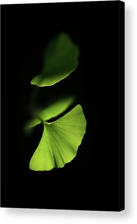 Leaves Acrylic Print featuring the photograph Discretion by Philippe Sainte-Laudy