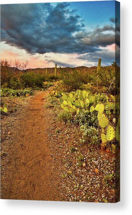 Prickly Pear Acrylic Print featuring the photograph Douglas Springs Trail by Chance Kafka
