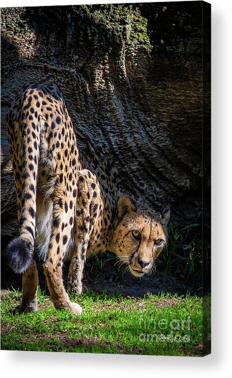 Animals Acrylic Print featuring the photograph Down-low Cheetah by David Levin