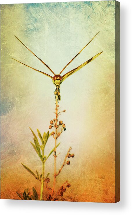 Dragonfly Acrylic Print featuring the photograph Dragonfly by Carolyn Hutchins