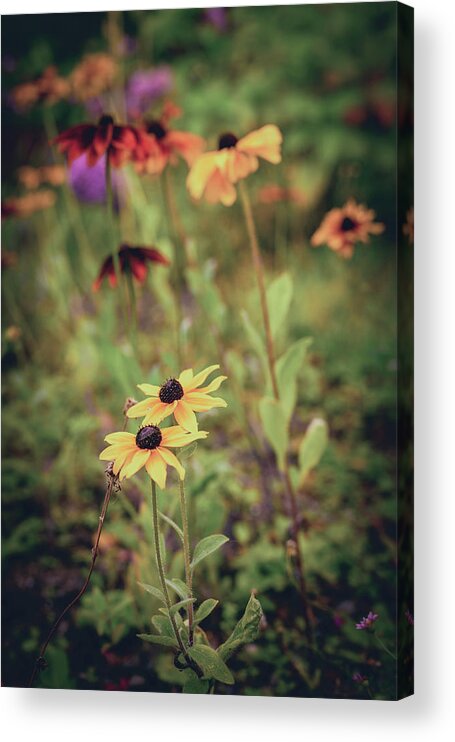 Flowers Acrylic Print featuring the photograph Drawing in by Gavin Lewis