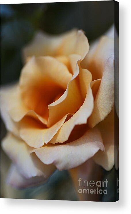 Julia's Rose Flower Acrylic Print featuring the photograph Dreaming Coffee Rose by Joy Watson