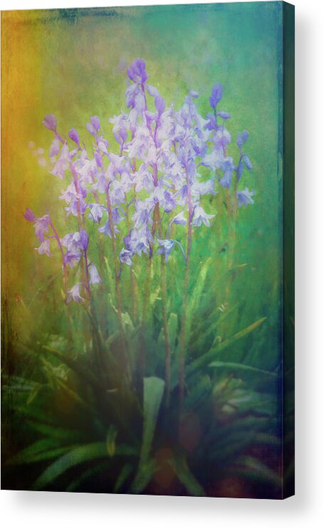 Blooms Acrylic Print featuring the photograph Dreamy looking Blue Bells by Sue Leonard
