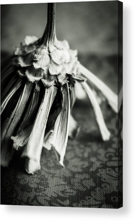 Zinnia Acrylic Print featuring the photograph Dried Zinnia, Black and White by W Craig Photography