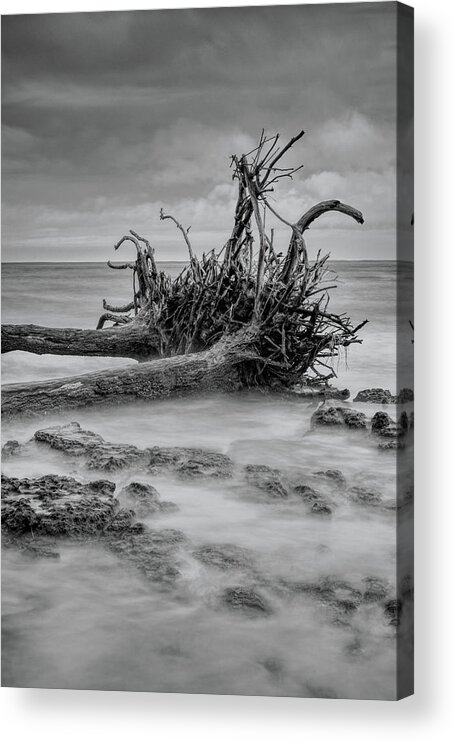 Black Acrylic Print featuring the photograph Driftwood Beach in Black and White by Carolyn Hutchins