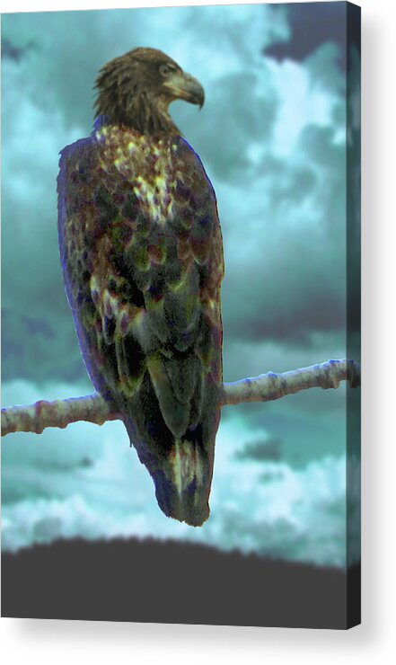 Eagle Acrylic Print featuring the digital art Eagle, Juvenile by Robert Bissett