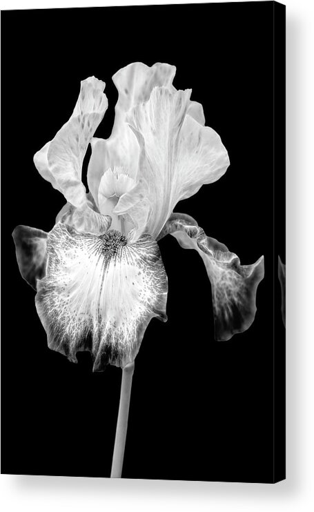Iris Acrylic Print featuring the photograph Electric Iris FlowerBW by Susan Candelario