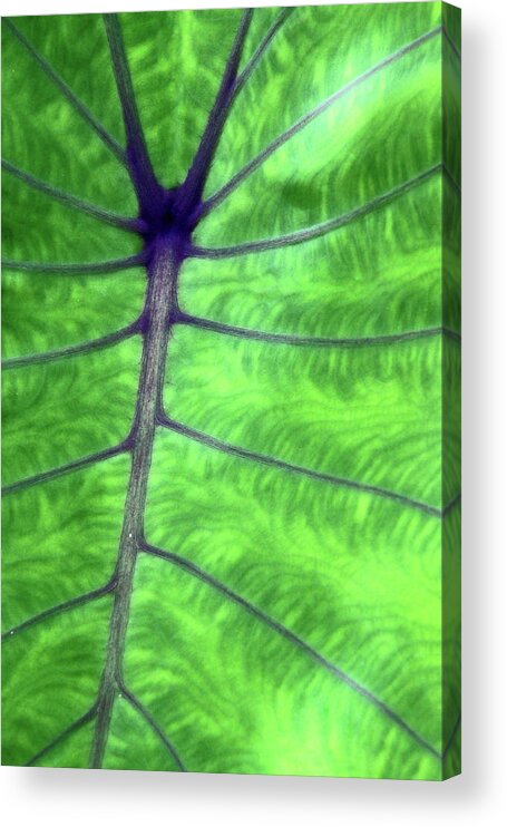 Green Acrylic Print featuring the photograph Elephant Ear by Carolyn Stagger Cokley