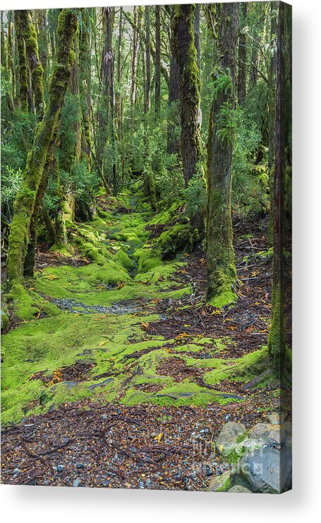 Forest Acrylic Print featuring the photograph Enchanted Forest, Ronny Creek, Cradle Mountain, Tasmania, Austra by Elaine Teague