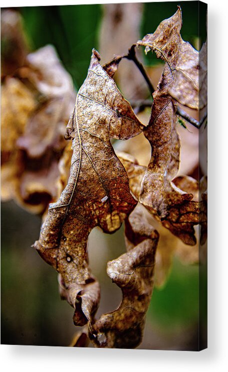 Leaves Acrylic Print featuring the photograph End of Life by Robert McKay Jones