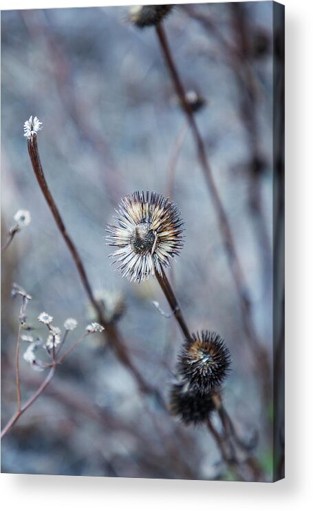 Wildflowers Acrylic Print featuring the photograph Ethereal Blue by Cate Franklyn