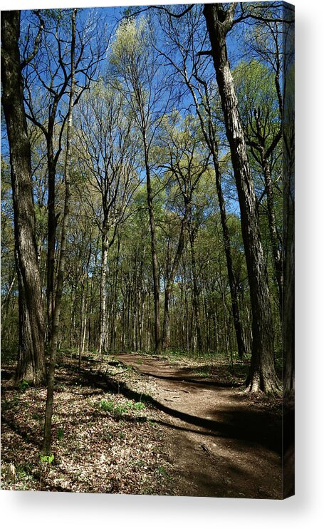 Trees Acrylic Print featuring the photograph Evening Woods Walk by Ann Horn