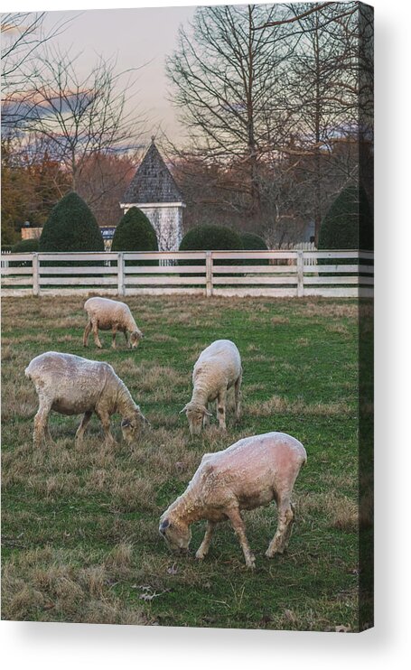Sheep Acrylic Print featuring the photograph Ewes in February by Rachel Morrison