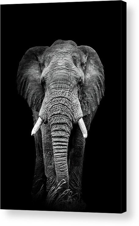 Elephant Acrylic Print featuring the photograph Face to Face by Kay Brewer