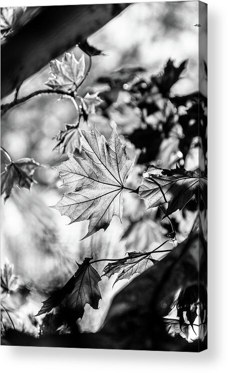 Black And White Acrylic Print featuring the photograph Fall Light no. 1 by Bruce Davis