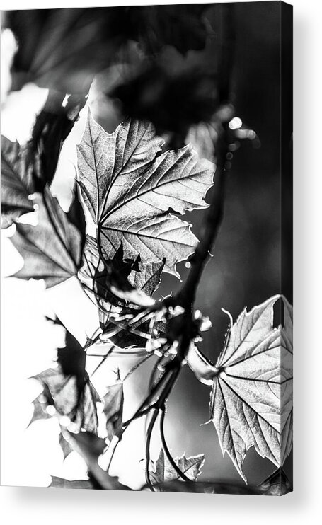 Black And White Acrylic Print featuring the photograph Fall Light no. 2 by Bruce Davis