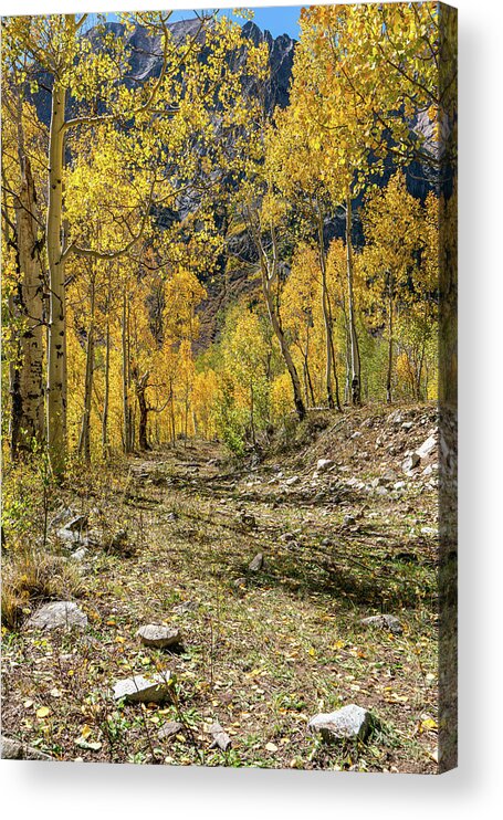 Aspens Acrylic Print featuring the photograph Fall Mountain Road by Ron Long Ltd Photography