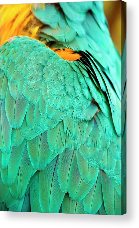 Feather Acrylic Print featuring the photograph Feathers by Anna Kluba