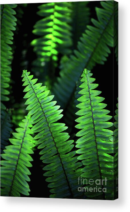 Botanical Acrylic Print featuring the photograph Ferns by Becqi Sherman