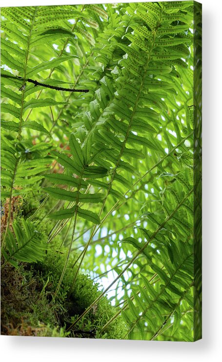 Ferns Acrylic Print featuring the photograph Ferns on a Tree by Catherine Avilez