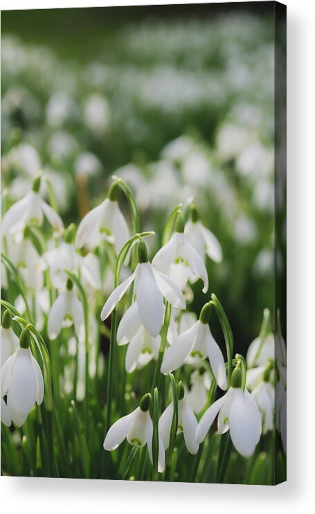 Background Acrylic Print featuring the photograph Field of snowdrops by Scott Lyons