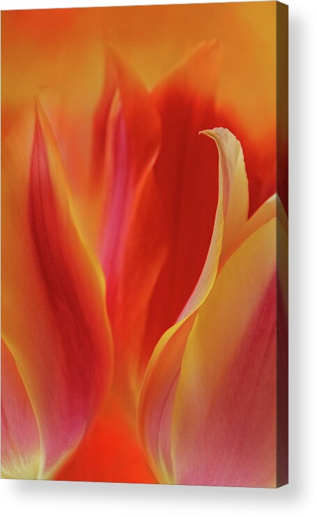 Photography Acrylic Print featuring the digital art Fiery Tulips by Terry Davis